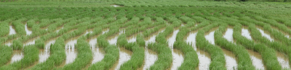 Rice Paddy Fields in Niger State.